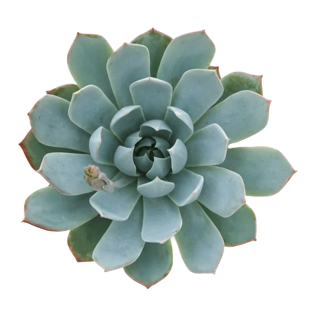 Echeveria 'Mazarine'