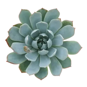 Echeveria 'Mazarine'