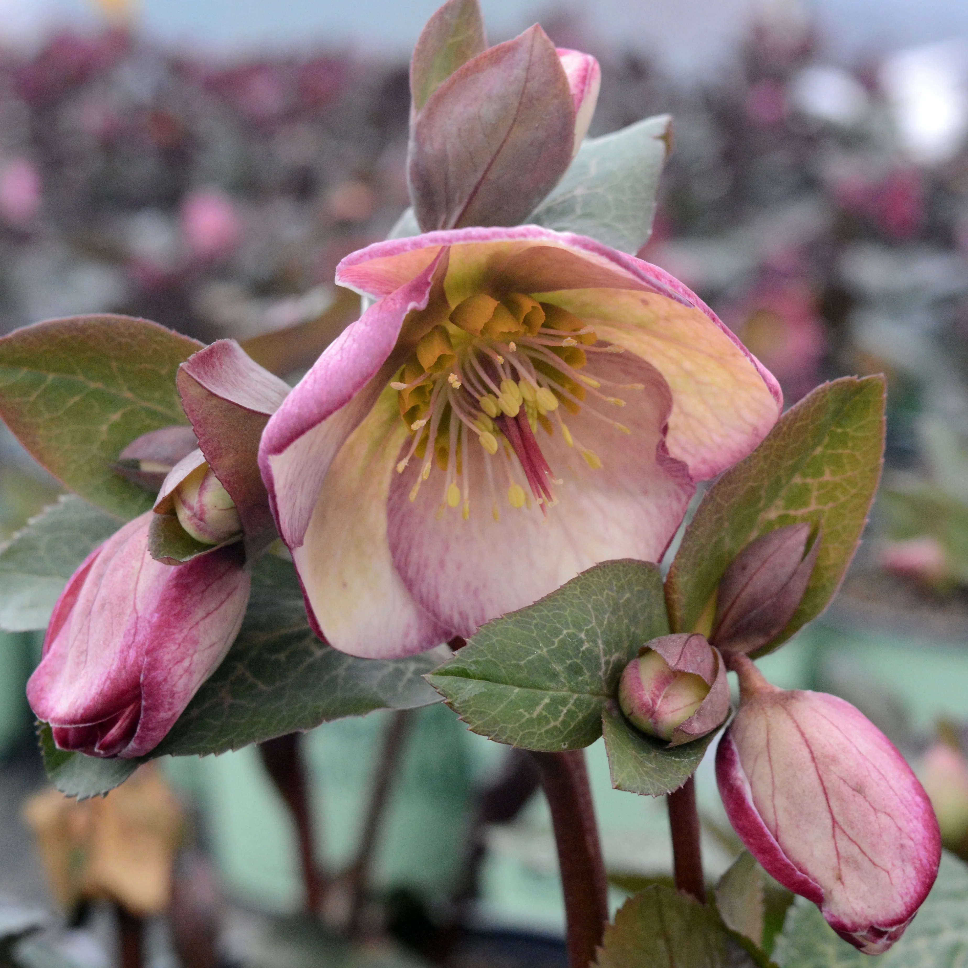 Glenda's Gloss Lenten Rose