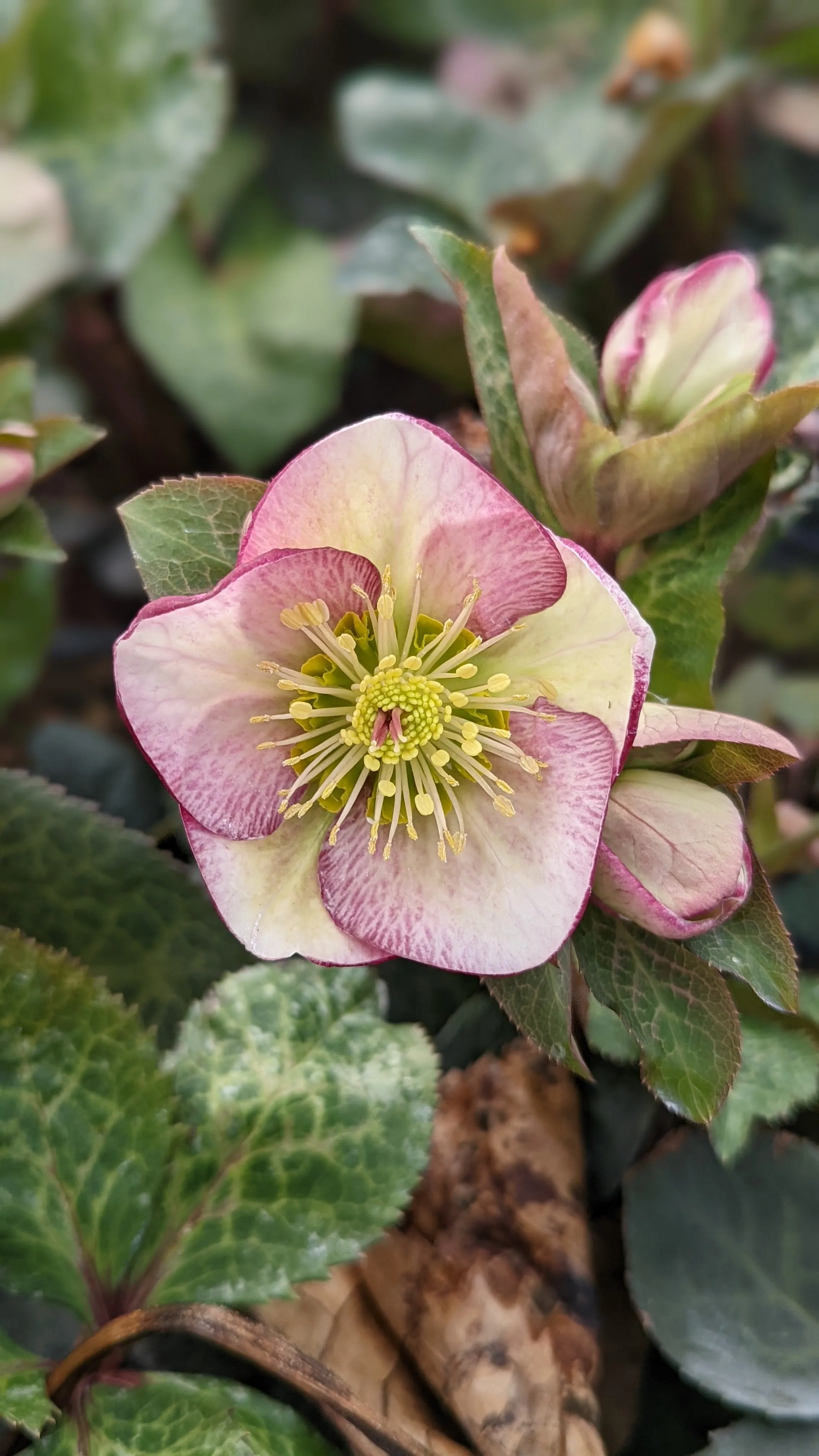 Glenda's Gloss Lenten Rose