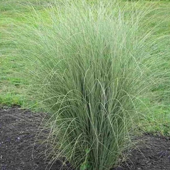 Morning Light Miscanthus Maiden Grass