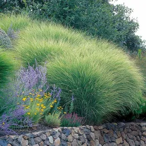 Morning Light Miscanthus Maiden Grass