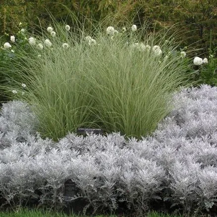 Morning Light Miscanthus Maiden Grass