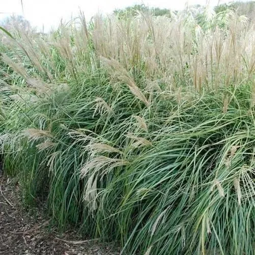 Morning Light Miscanthus Maiden Grass