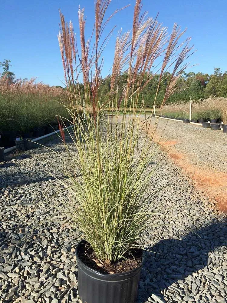 Morning Light Miscanthus Maiden Grass