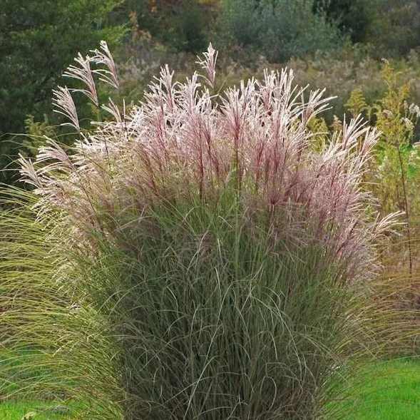 Morning Light Miscanthus Maiden Grass