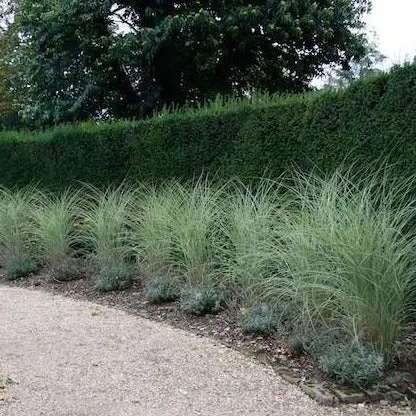 Morning Light Miscanthus Maiden Grass