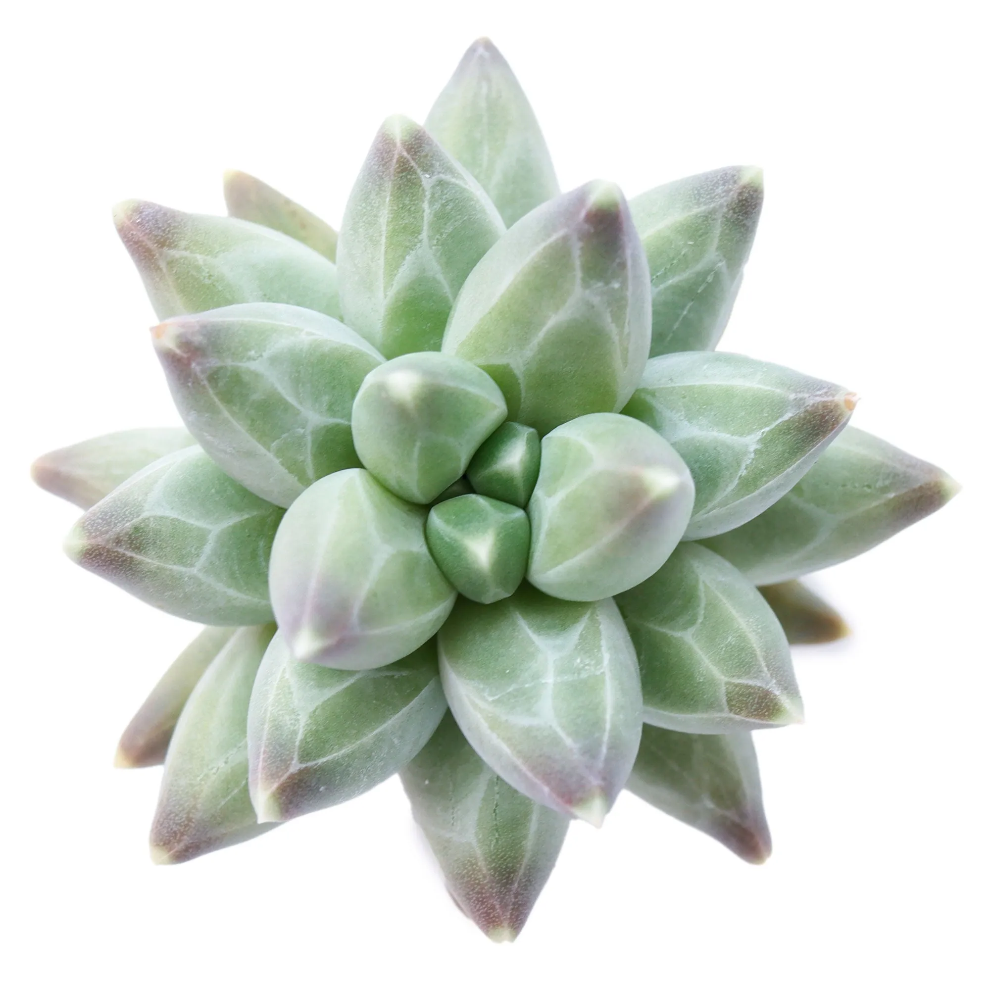 Pachyphytum compactum 'Little Jewel'