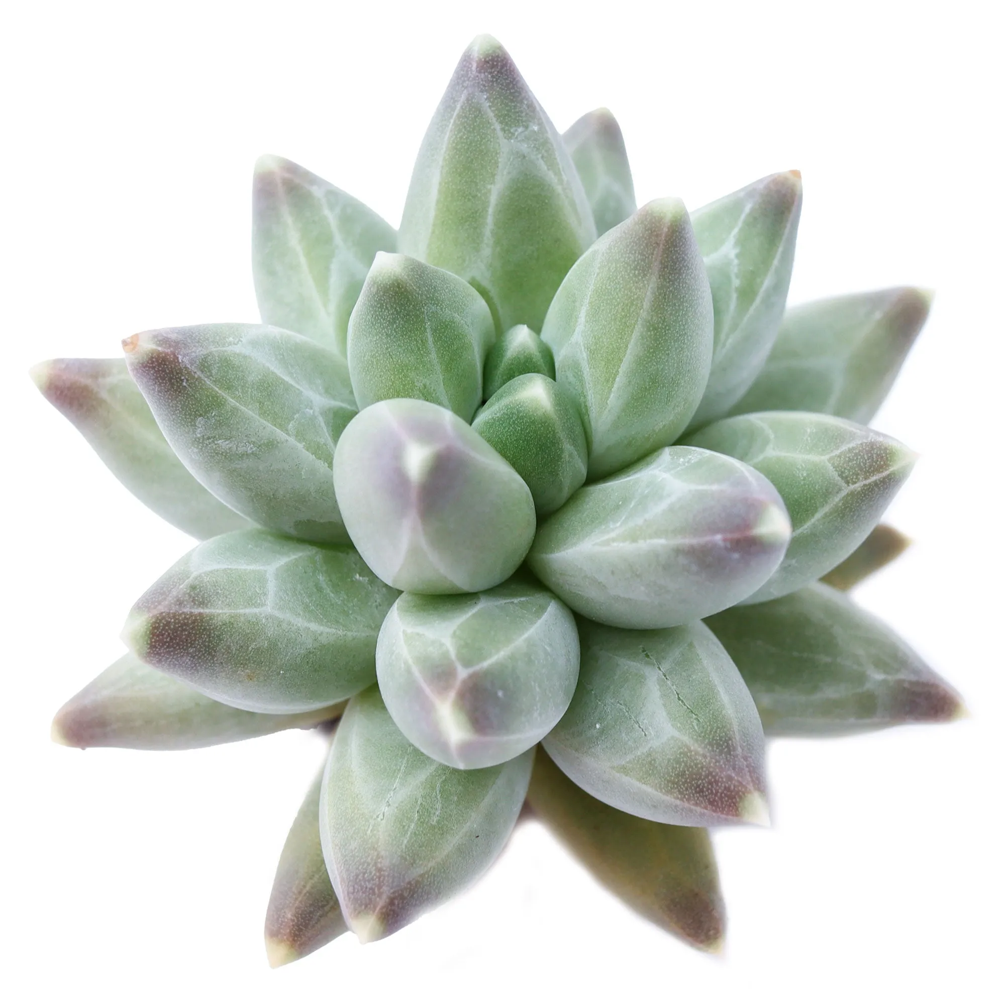 Pachyphytum compactum 'Little Jewel'