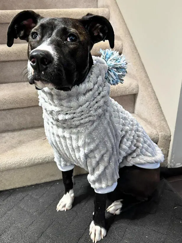 Silver Winter Dog Sweater with Long Pompom Snood