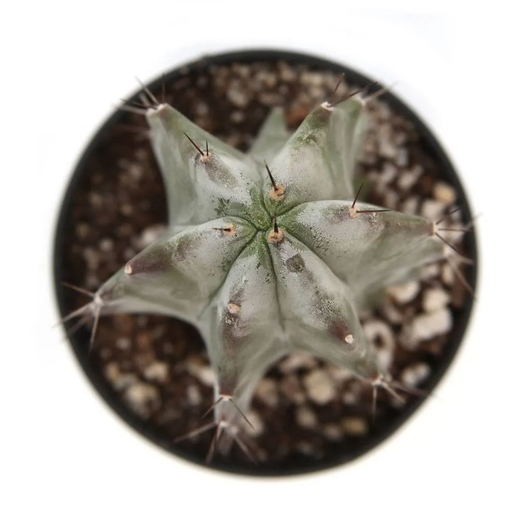 Stenocereus pruinosus 'Gray Ghost Organ Pipe'